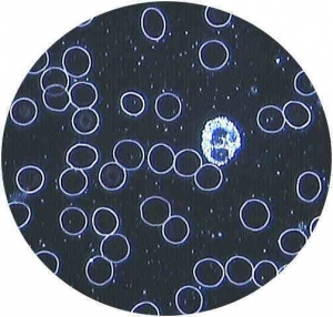 Apotheken